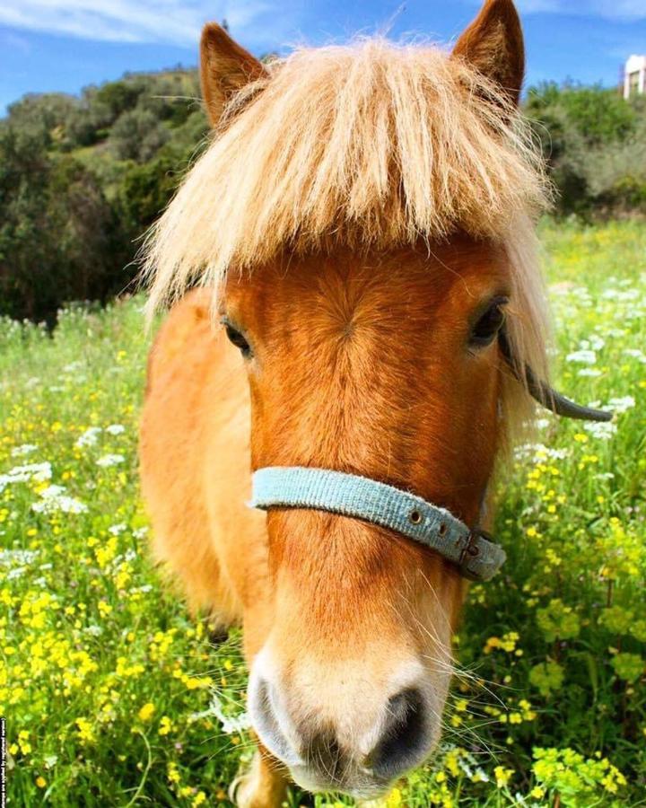 Oasi Muru Idda Budoni Esterno foto